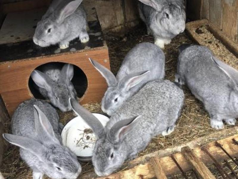 Продам кролів породи Європейська шиншила