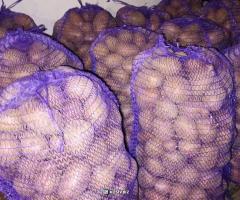 Велика домашня картопля