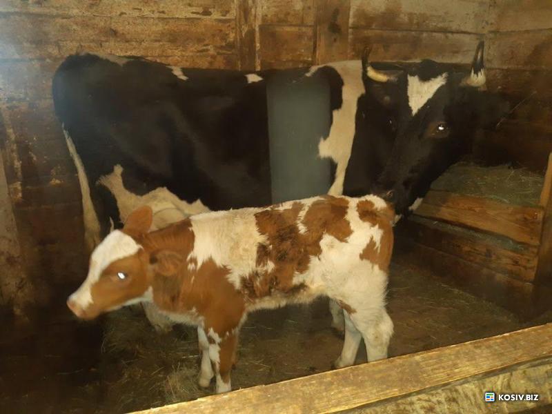 Корова з телям