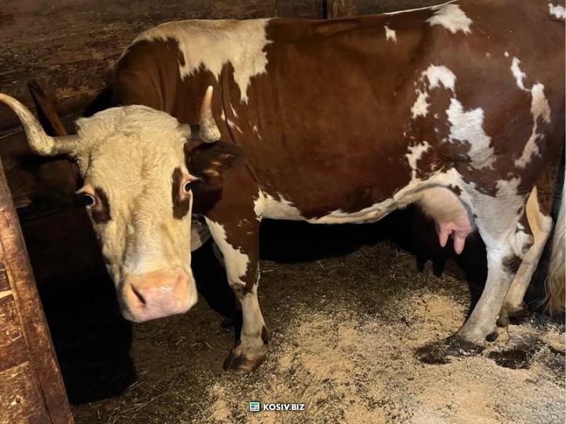 Добра молочна корова