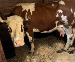 Добра молочна корова