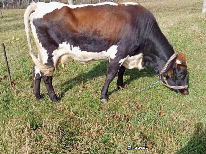 Добра корова, Космач