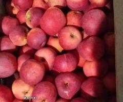 Яблука домашні