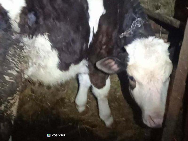 Теличка 8 місяців