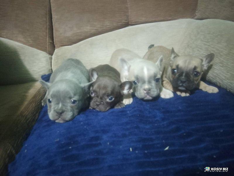 Продам французькі бульдоги