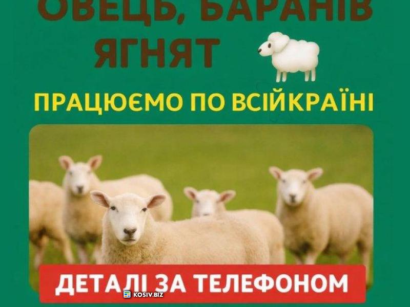 Купую вівці, барани, ягнята