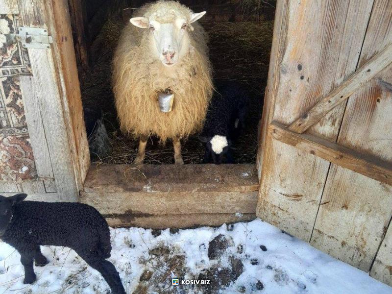 Вівці, баран