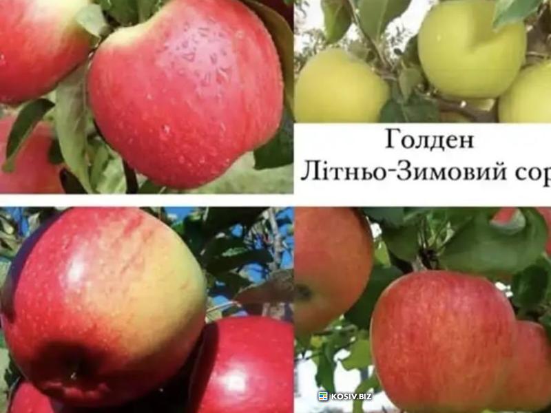 Продаються якісні дворічні саджанці сортових плодових дерев