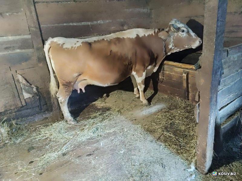 Високо тільна корова