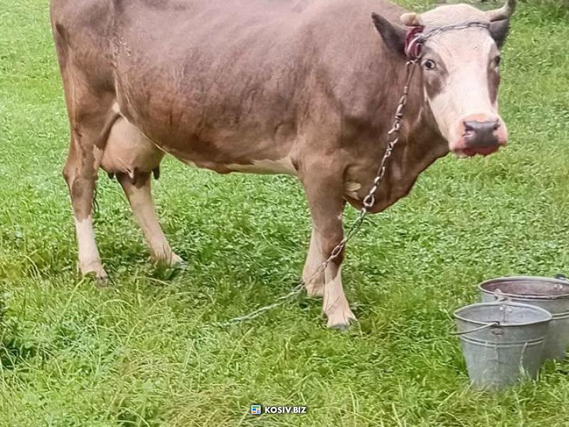 Корова тільна