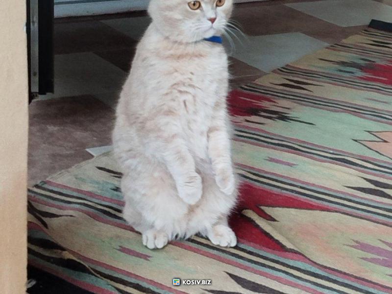 Шотландський висловухий хлопчик шукає дівчинку