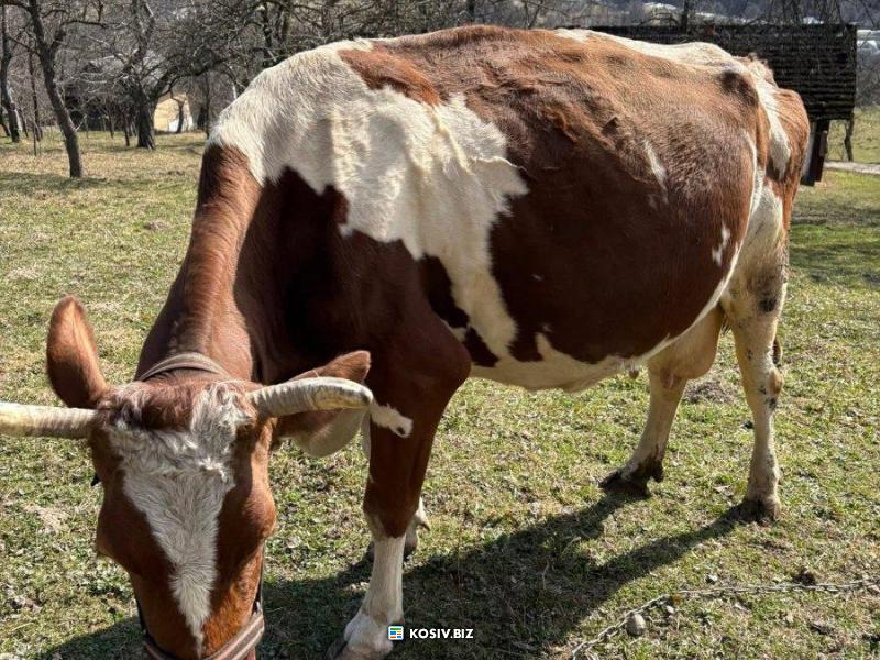 Високопродуктивна корова