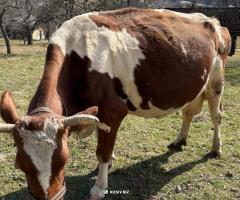 Високопродуктивна корова