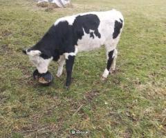 Тільна теличка (Вербовець)