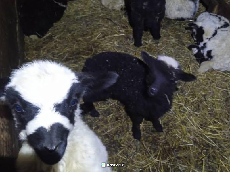 Купую вівці, барани, ягнята