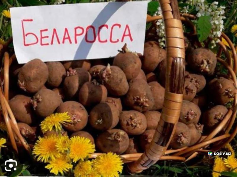 Продам насінну картоплю