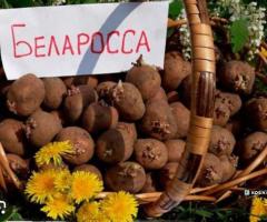 Продам насінну картоплю