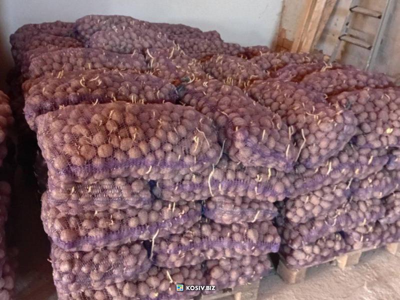 Картопля насіннєва