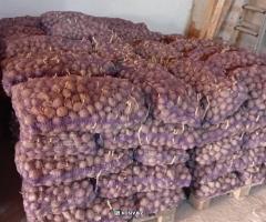 Картопля насіннєва