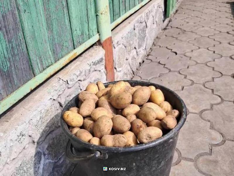 Дрібна картопля