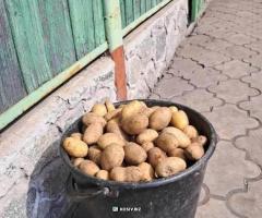 Дрібна картопля