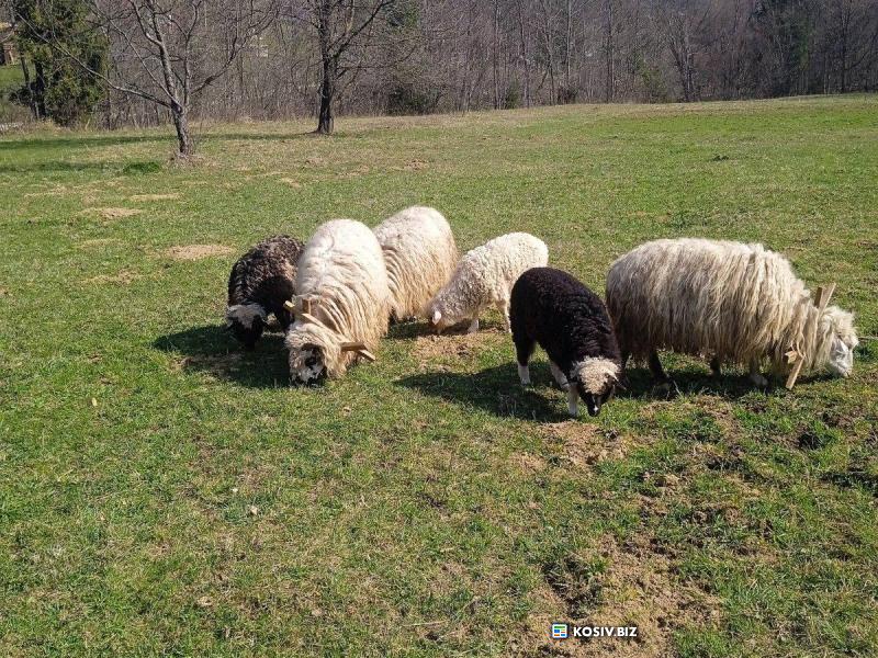 Вівці з ягнятами