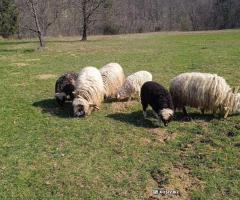 Вівці з ягнятами