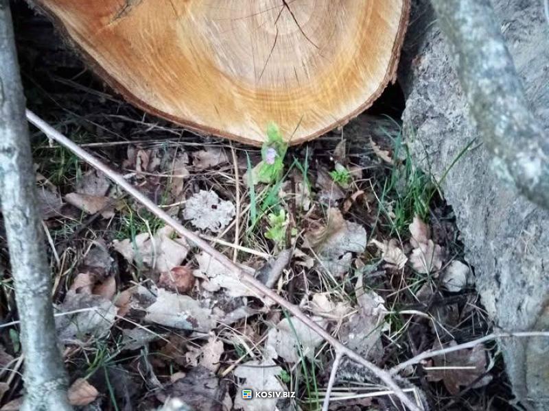 Дрова, сіно