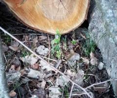 Дрова, сіно