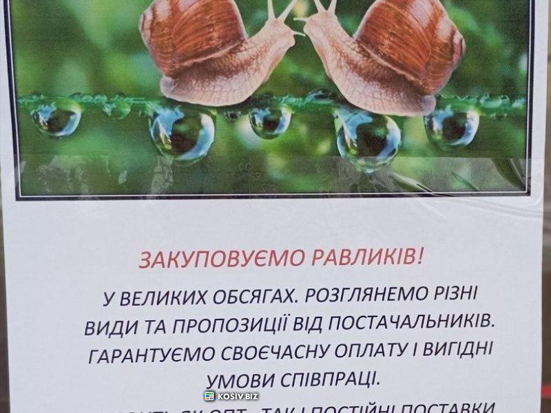 Приймаємо равликів