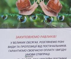 Приймаємо равликів