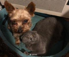 У місто Косів потрібна відповідальна людина для догляду за тваринами