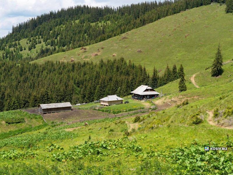 Шукаємо на полонину Кринту Пастуха Бовгаря до Корів